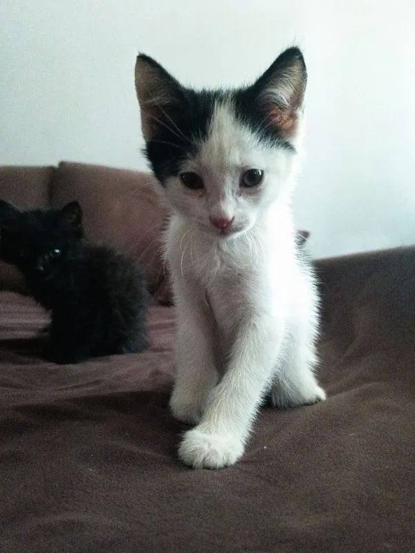 Отдам котят в хорошие руки