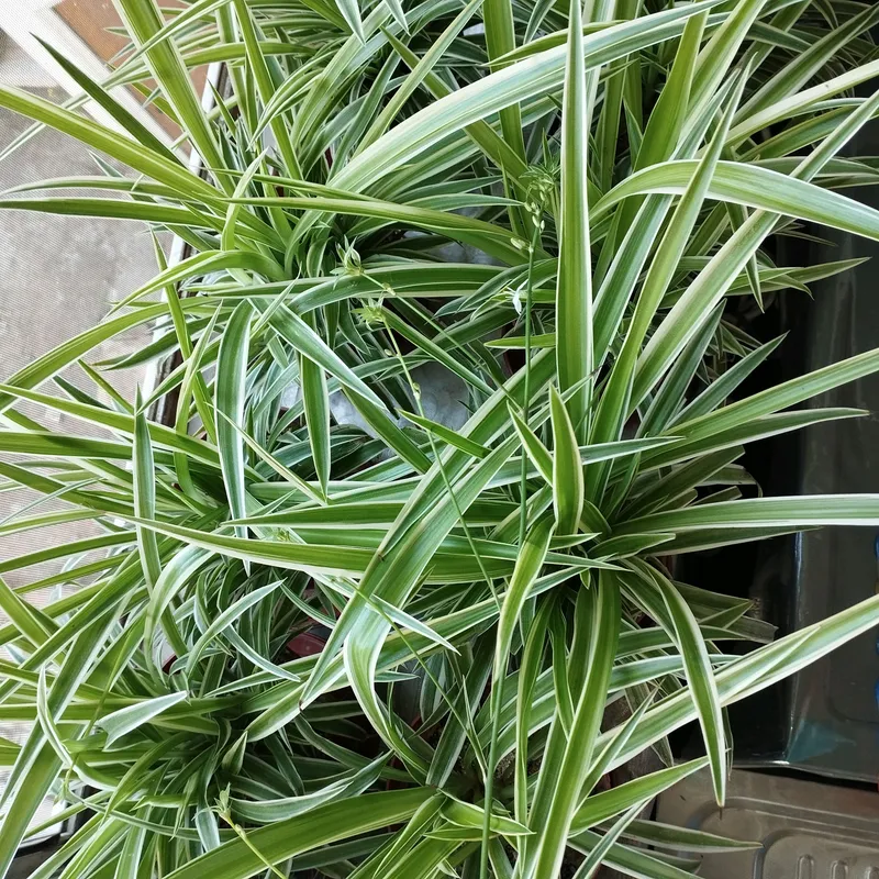 xiloraftum