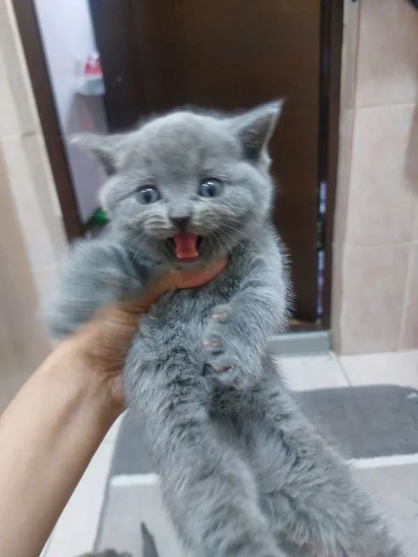 продаю котёнка Скоттиш страйт — фото 1
