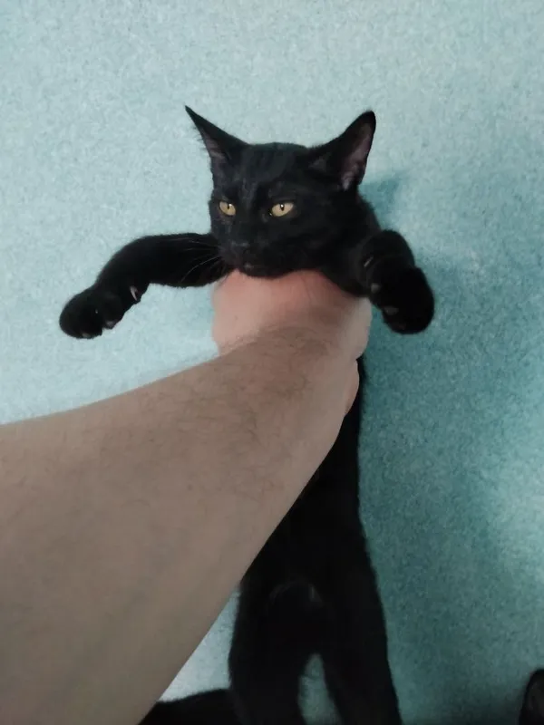 Котята метисы Мейн Кун — фото 3