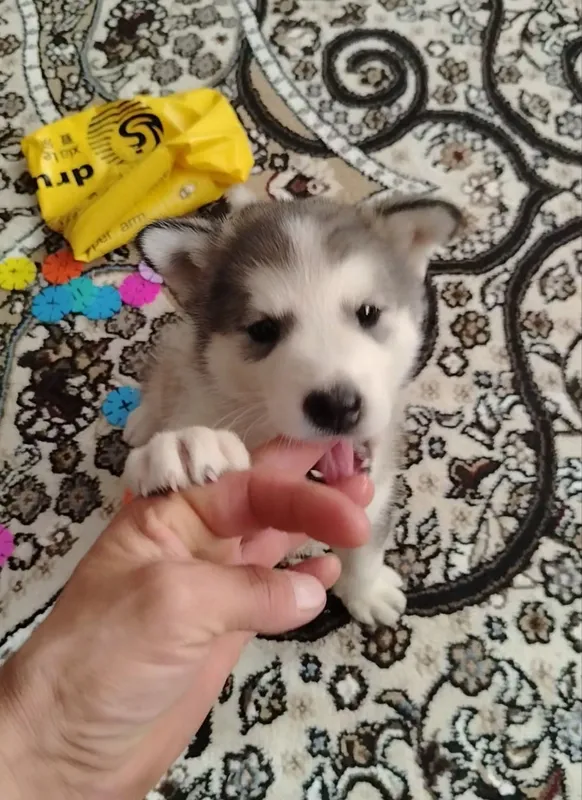 Alyaska malamuti kuchugi 3 Alyaska malamuti kuchugi 3