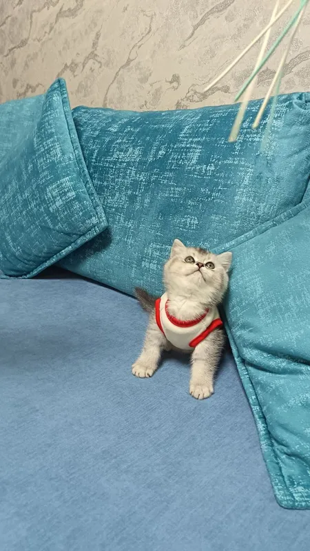 мальчишка серебристая шиншилла — фото 2