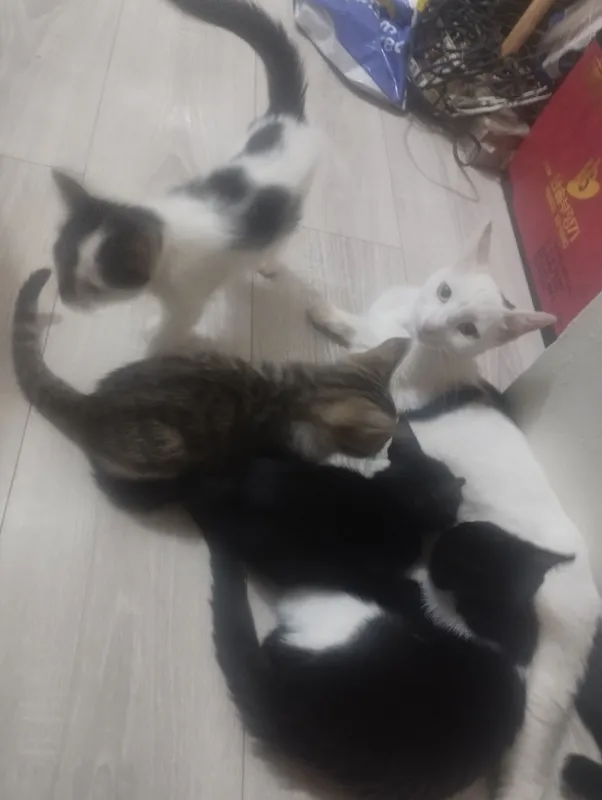 Mushukchalarni beraman. 2,5 oylik. Lotokka o‘rgatilgan 5