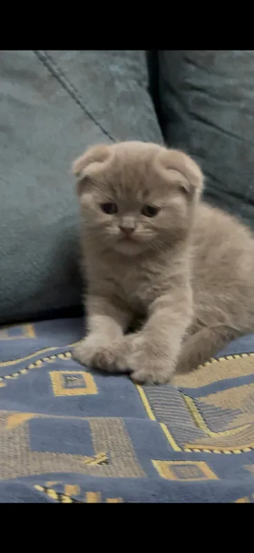 Скоттиш фолд мальчик 1.5 мес 1