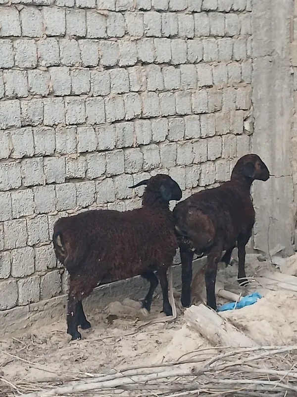 Sotiladigan qo'ylar bor 7 Sotiladigan qo'ylar bor 7