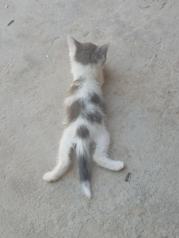 Termiz shaxar ona bola mushuklar 1