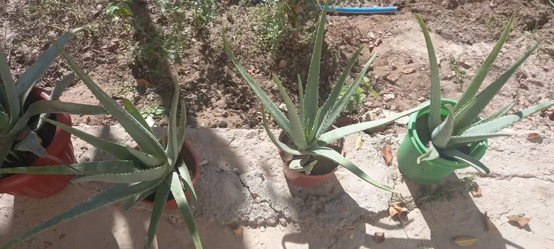 Aloe gullari chip chiroyli 6