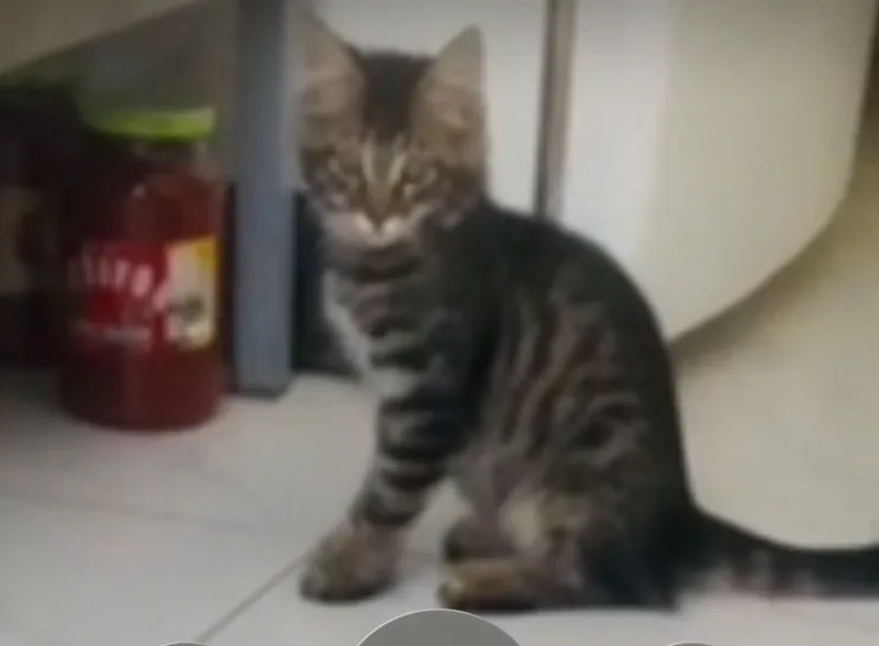 котята в подарок 2 котята в подарок 2