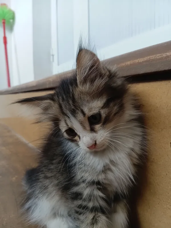 manashu shirin mushuklar tezda sotuvda 4 manashu shirin mushuklar tezda sotuvda 4