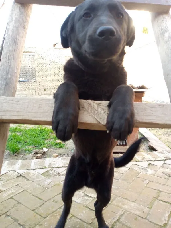 - Игровая собачка Labrador Retriever 2 - Игровая собачка Labrador Retriever 2