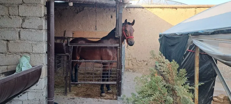 Toshken yangiyolda 2 Toshken yangiyolda 2