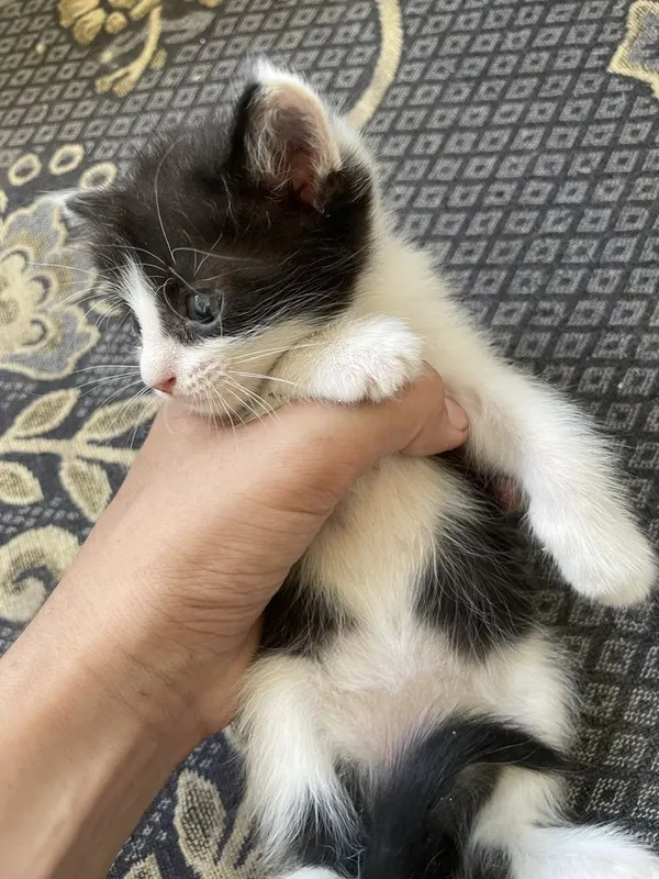 Отдадим котят в хорошие и добрые руки 5