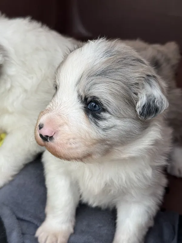 Border collie чисто кровние — фото 2
