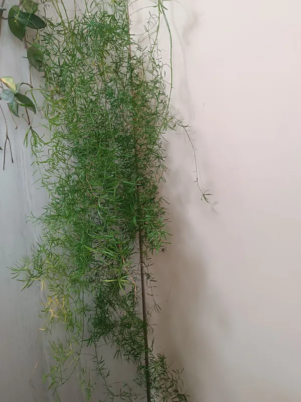 Продаю аспарагус и замиакулькас 1 Продаю аспарагус и замиакулькас 1