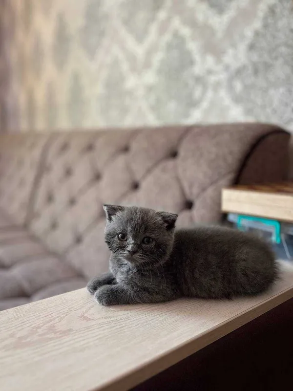 Mushukcha (British Shorthair) 1 Mushukcha (British Shorthair) 1