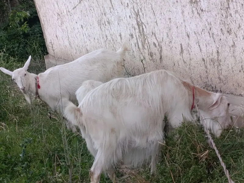 Ona bola echki lar sotiladi soni 3- ta . 2- litr suti bor. — фото 1