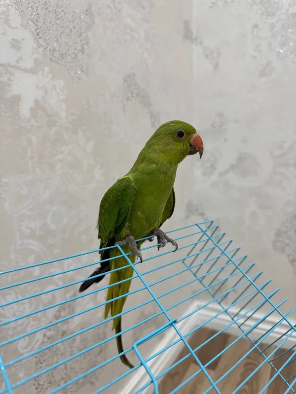 Ajrella qushi sotiladi 1 Ajrella qushi sotiladi 1