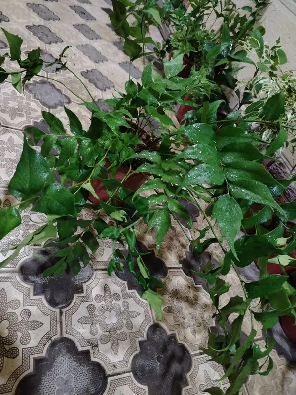 Комнатные растения, цветы, Honaki gullar, Optom va donaga, Gul, Цветы — фото 7