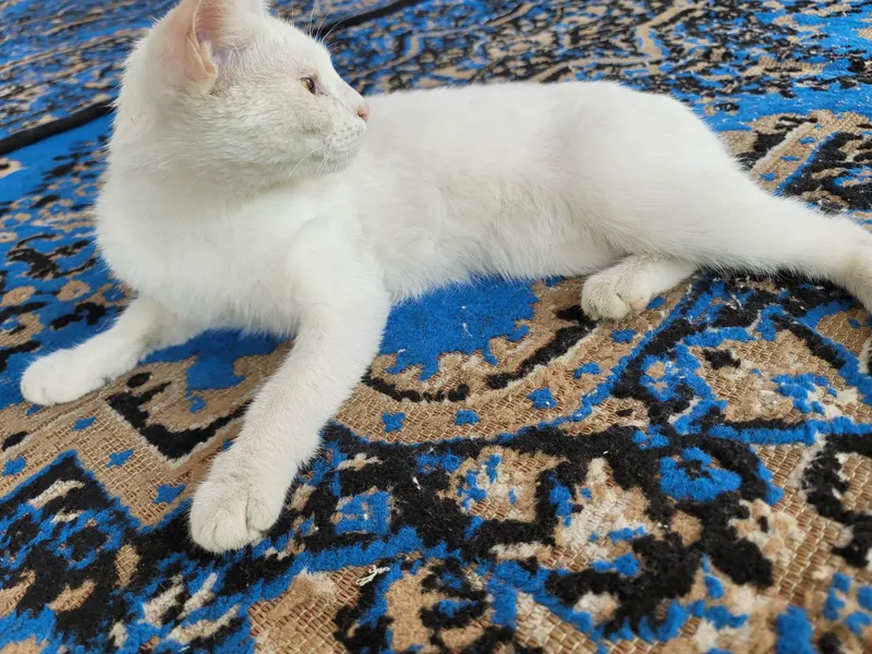 Oq mushuk toza zot