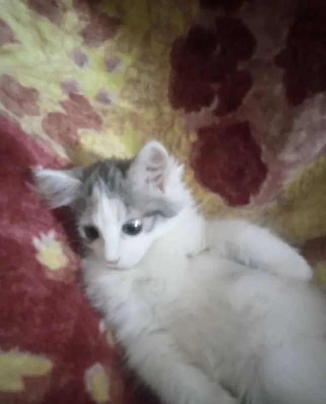 Котёнок девочка 3 месяца трёхцветная 2 Котёнок девочка 3 месяца трёхцветная 2