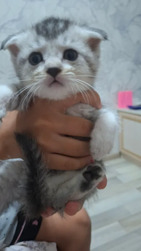 Продаются котята шиншилла 3