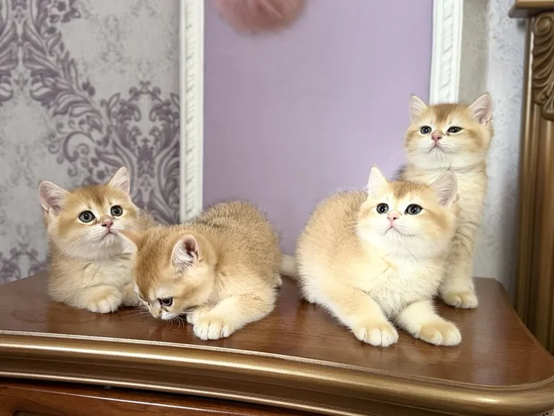 Shinshilla шиншилла mushuk — фото 1