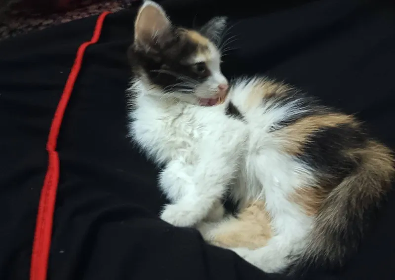 кошка 1 кошка 1