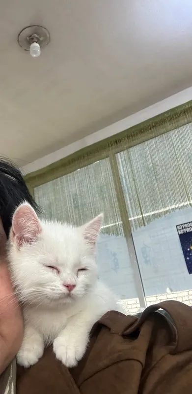 Продаются котята 3