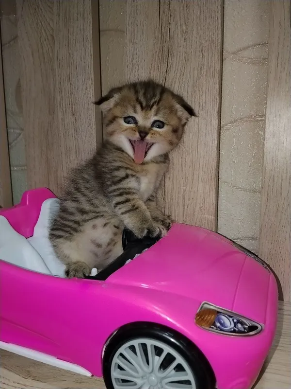Продаются очаровательные котята — фото 6
