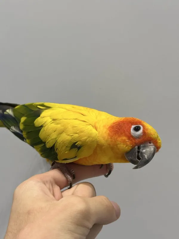 Sun conure солнечная аратинга 1 Sun conure солнечная аратинга 1