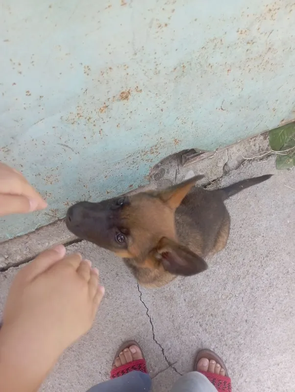 Afcharka nemis zotli 6 Afcharka nemis zotli 6