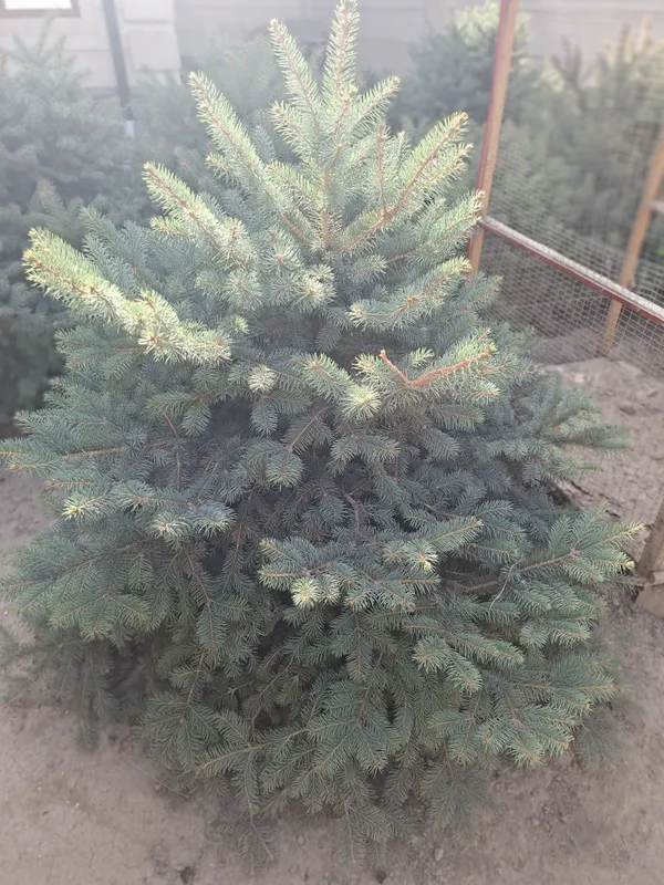 Голубой ель для сада — фото 3