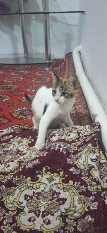Hadiya !!! Qiz bola Mushuk 3 Hadiya !!! Qiz bola Mushuk 3