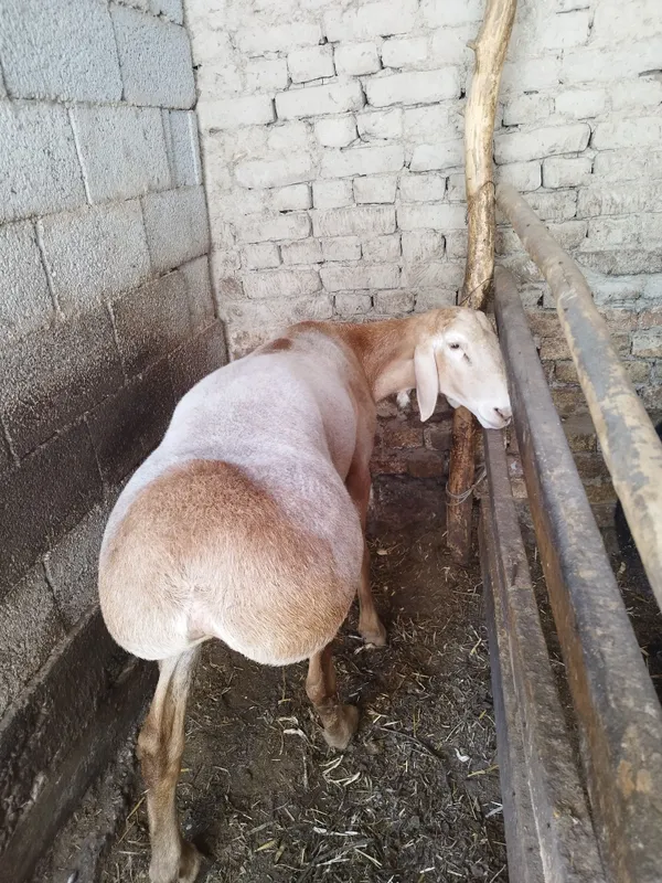 Arashan zotli qoʻy ishonchli sogʻlom hali tish chiqmagan yosh. 115 +kg — фото 4