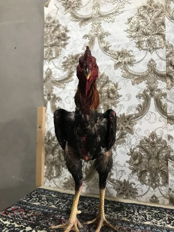 Zoti karis tozza 11 oyli bold