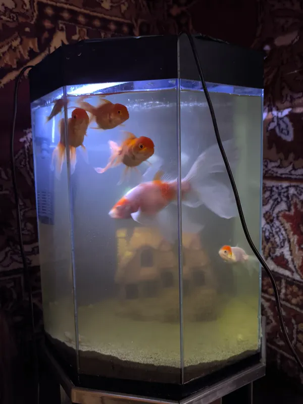 baliqlar bilan birga akvarium 1