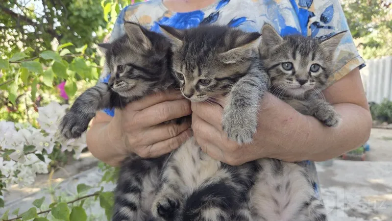 Домашние котята, отдадим в хорошие руки 3 Домашние котята, отдадим в хорошие руки 3