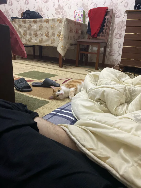 Отдам даром в хорошие добрые руки ,,Рыжик’’ 6 Отдам даром в хорошие добрые руки ,,Рыжик’’ 6
