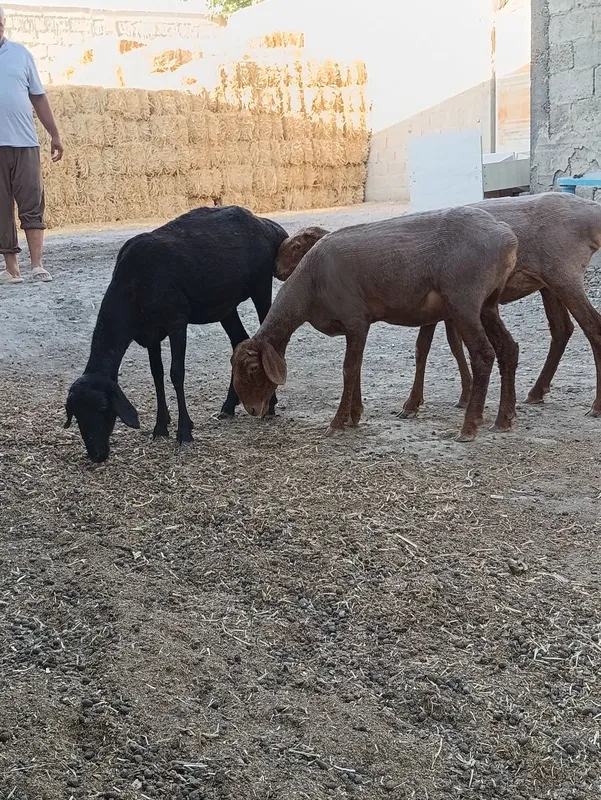 Quylar sotiladi. 2