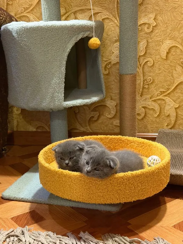 O’g’il qiz sotiladi yanvarda dogilganla 1 O’g’il qiz sotiladi yanvarda dogilganla 1