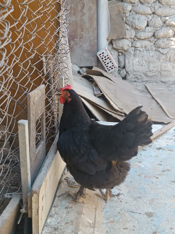 Qora tovuq eng zor 2 Qora tovuq eng zor 2