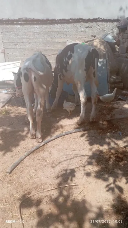 Buqacha sotilad. 2