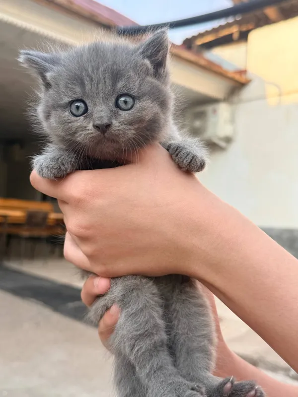 mushuk:brittish shorthair 2 oyli — фото 1