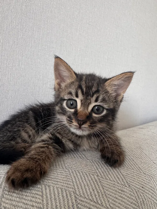 СРОЧНО Котик ищет дом — фото 4