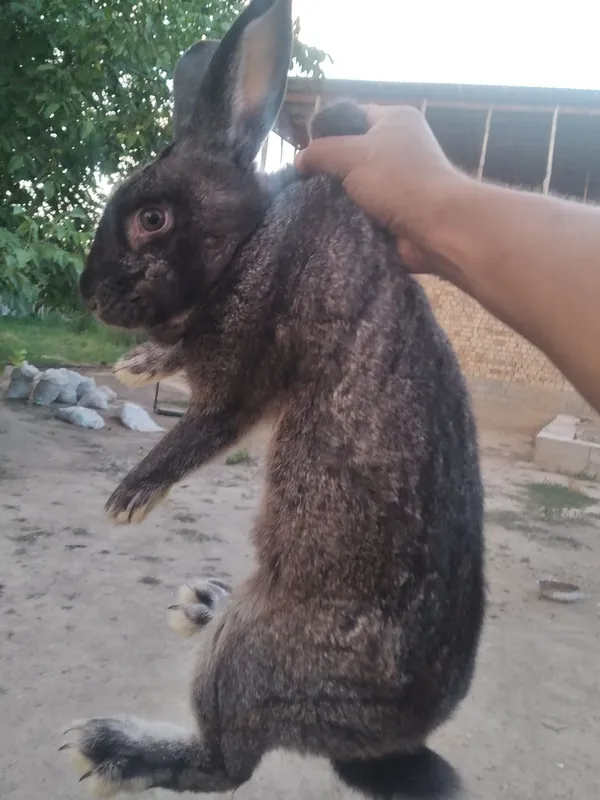 Quyon sotiladi urg'ochi 3