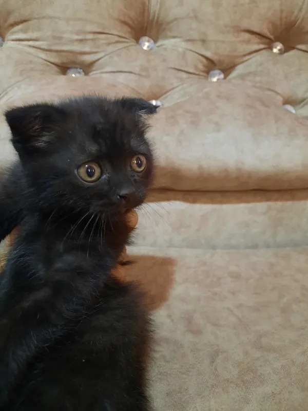 котята 2