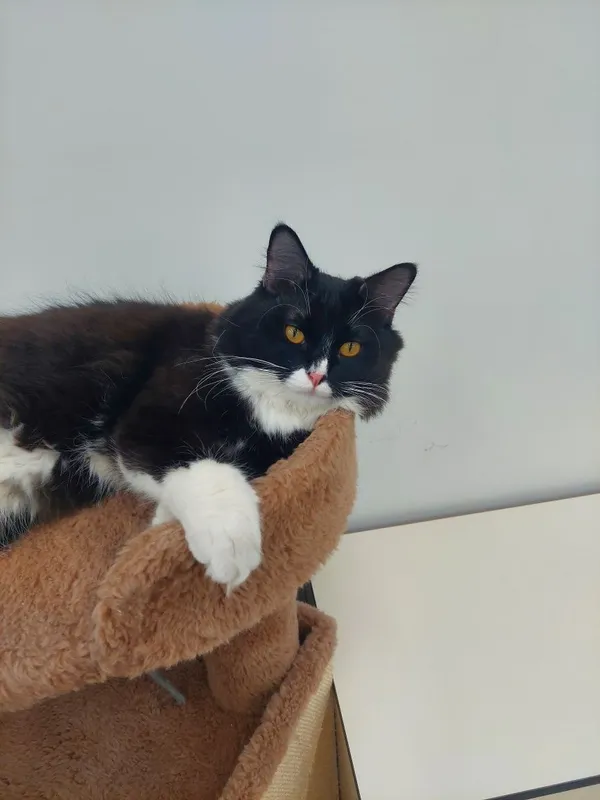 Котенок кастрированный Феликс 6 Котенок кастрированный Феликс 6