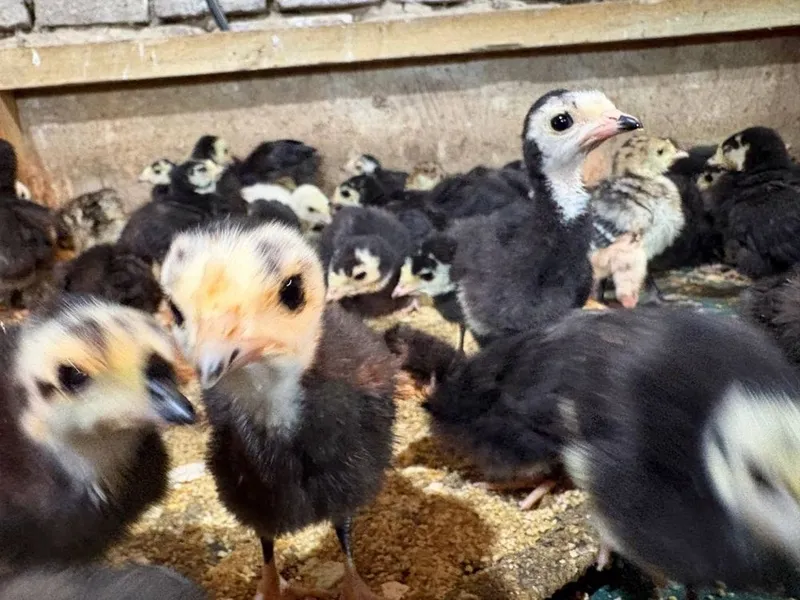 Pekin favarit goz tisarka jojalarin birinchi qol — фото 4