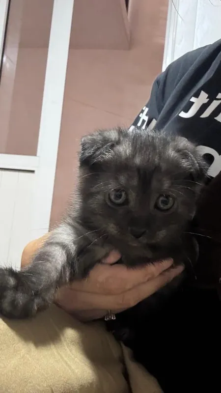 Кошки породистые продаются 1