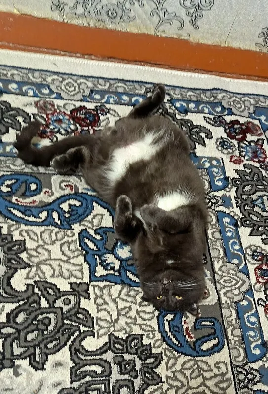 продаётся Кот Шатланский породы скотиш фолт — фото 1